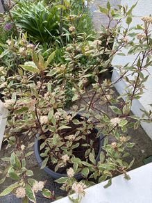 Cornus