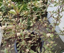 Cornus