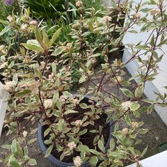 Cornus