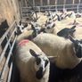 Brockie ewe lambs Image 6