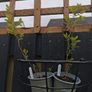 Spiraea plant Image 2