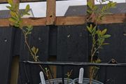 Spiraea plant
