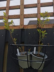 Spiraea plant