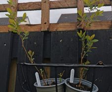 Spiraea plant