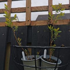 Spiraea plant