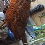 Cock Pheasant Image 3