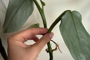 houseplant Philodendron Hastatum Silver Sword rooted cutting