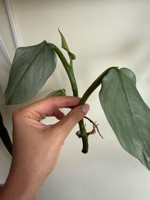 houseplant Philodendron Hastatum Silver Sword rooted cutting
