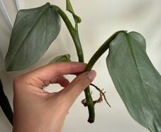 houseplant Philodendron Hastatum Silver Sword rooted cutting