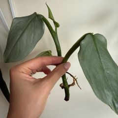 houseplant Philodendron Hastatum Silver Sword rooted cutting