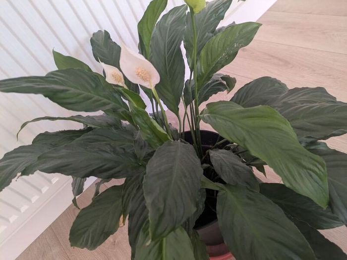 Peace Lily plant