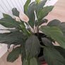 Peace Lily plant Image 3