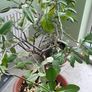 Kaffir lime tree House plant Image 9