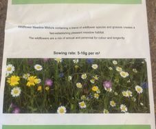 Wildflower seeds