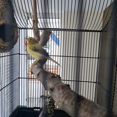 Canary