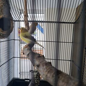 Canary