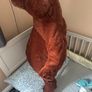 large cuddley brown bear Image 2