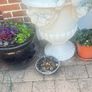 Classical Garden Urns Image 3