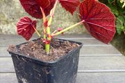 hardy begonia - begonia grandis claret jug