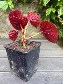 hardy begonia - begonia grandis claret jug