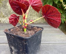 hardy begonia - begonia grandis claret jug