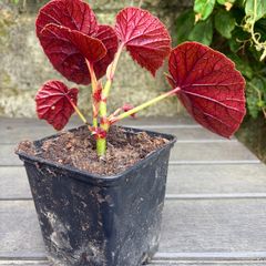 hardy begonia - begonia grandis claret jug