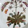 Portmeirion Botanic Garden Venus Fly Trap Dinner Plate 27cm Vintage England 1972+ Image 3