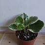 Houseplants Image 2