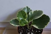 Houseplants