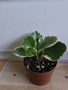 Houseplants
