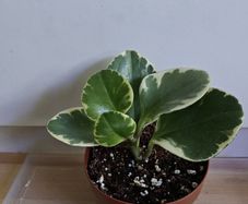 Houseplants