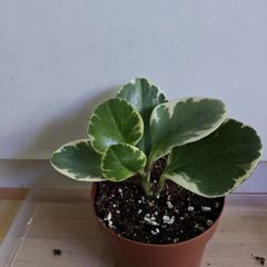 Houseplants