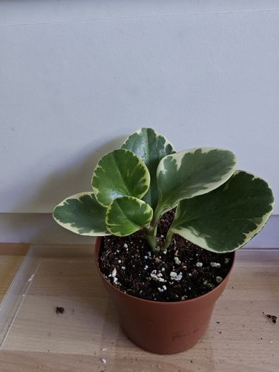 Houseplants