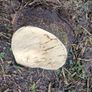 Holly Tree  Sculpture/Turning. Image 10