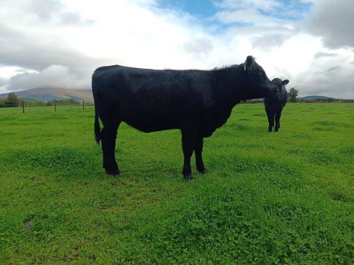AA heifers for sale