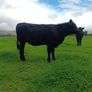 AA heifers for sale Image 2
