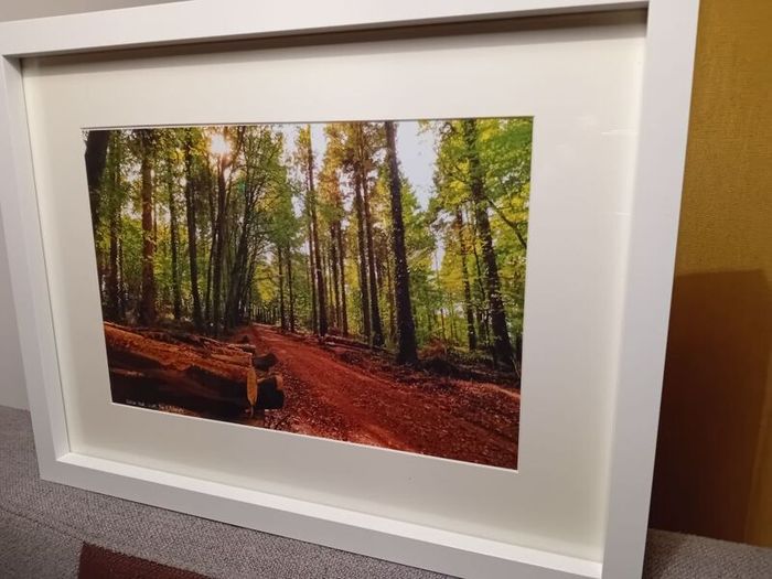 Rostellan Woods