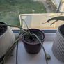 Free House plants Image 4