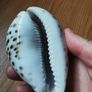 Mykonos sea shell Image 3