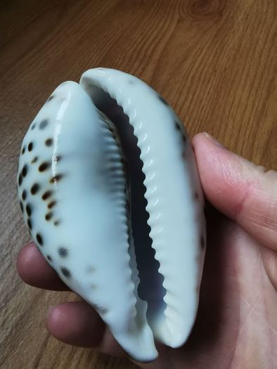 Mykonos sea shell