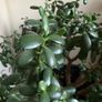 Jade Plant Image 5