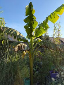 large musa basjoo - japanese hardy banana