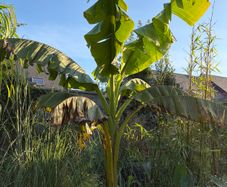 large musa basjoo - japanese hardy banana