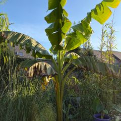 large musa basjoo - japanese hardy banana