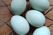 Free range duck eggs