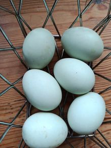 Free range duck eggs