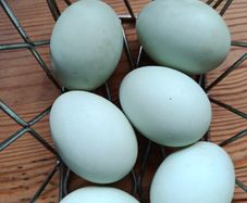 Free range duck eggs