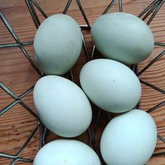 Free range duck eggs