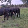 heifers Image 5