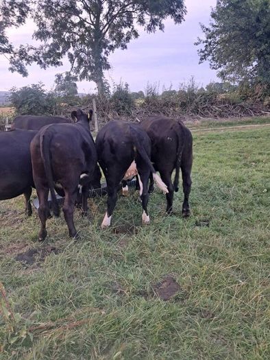 heifers